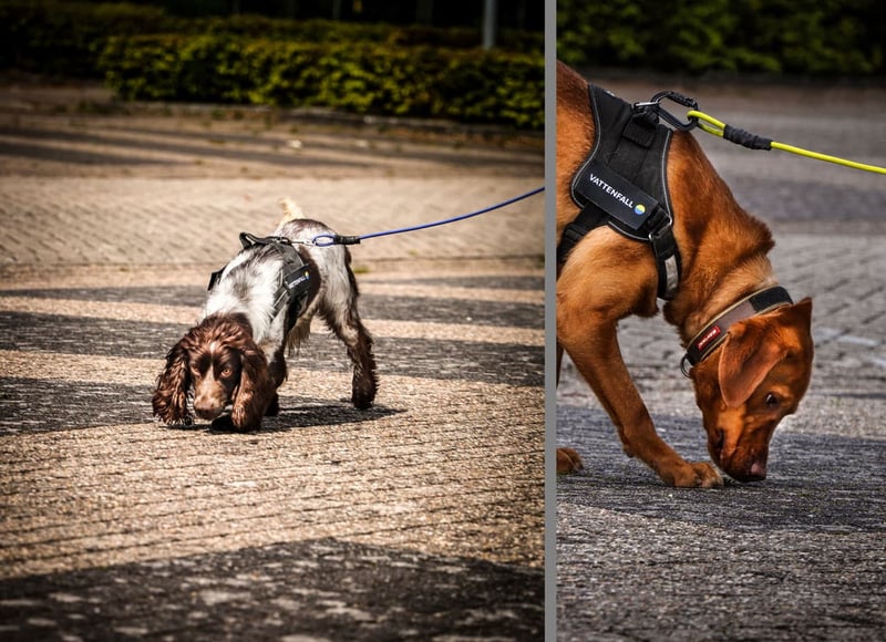 Sniffer dogs Harry and Nemo